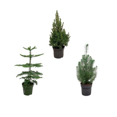 Kerstpakket - Araucaria (kamerden) + Pinus + Picea (kerstboompje) - Ø19cm - 50-60..