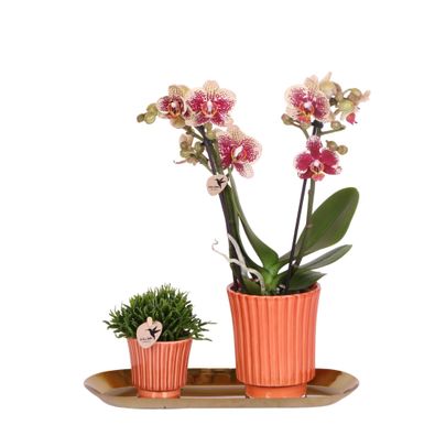 Kolibri Company - Set aus gelber roter Orchidee und Rhipsalis auf Goldtablett