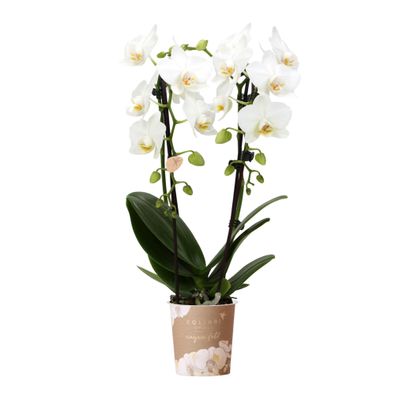Kolibri Orchids | weiße Phalaenopsis-Orchidee - Niagara Fall - Topfgröße | blü..