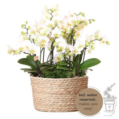 Kolibri Orchids | weißes Pflanzenset im Schilfkorb inkl Wassertank | drei weiße ..