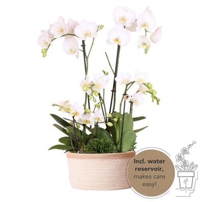 Kolibri Orchids | weißes Pflanzenset im Baumwollkorb inkl Wassertank | drei weiß..
