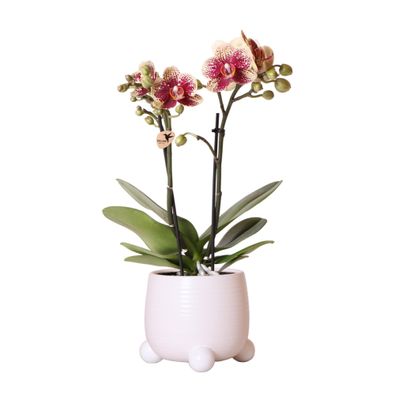 Kolibri Orchids | Gelb-rote Phalaenopsis-Orchidee - Spanien im Rolling-Ziertopf we..
