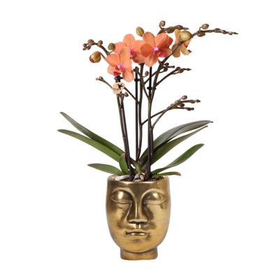 Kolibri Orchids | Orange Phalaenopsis Orchidee - Mineral Bolzano + Face-2-Face gol..