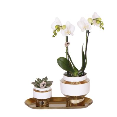 Kolibri Company - Set aus weißer Orchidee und Sukkulente auf goldenem Tablett - Z..
