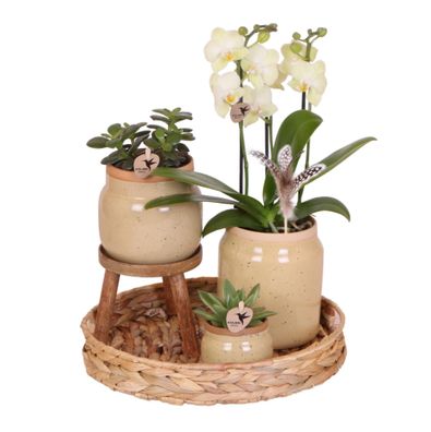 Kolibri Orchids | Grünpflanzen mit gelber Phalaenopsis-Orchidee in khakifarbenen ..
