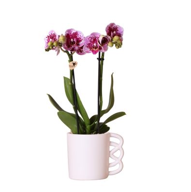 Kolibri Orchids | Rosa lila Phalaenopsis Orchidee - El Salvador + Happy Mug Zierto..