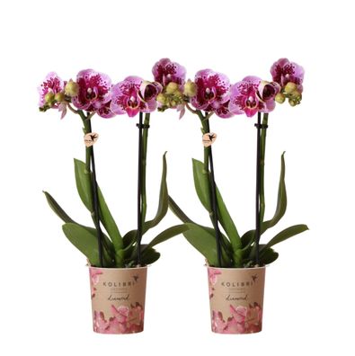Kolibri Orchids | COMBI DEAL von 2 rosa lila Phalaenopsis Orchideen - El Salvador ..