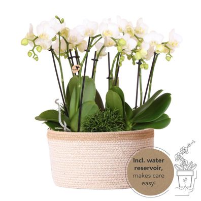 Kolibri Orchids | weißes Pflanzenset im Baumwollkorb inkl Wassertank | drei weiß..