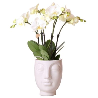 Kolibri Orchids | Witte Phalaenopsis orchidee Jewel Ghent in Face-2-Face weiß | ?..