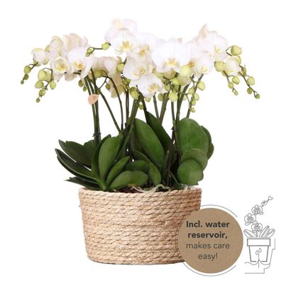 Kolibri Orchideen | weißes Orchideen-Set im Schilfkorb inkl Wassertank | drei wei..