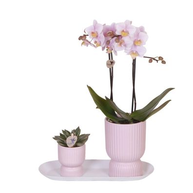 Kolibri Company - Set aus rosa gefleckter Orchidee und Sukkulente auf weißem Tabl..