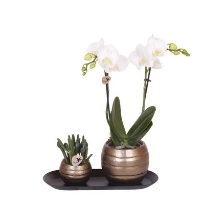 Kolibri Orchids | Pflanzenset Home Hub grau klein | Grünpflanzen mit weißer Phal..