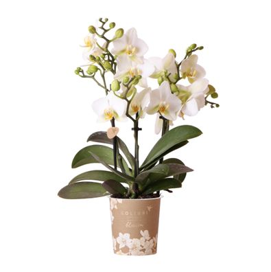 Kolibri Orchids | Weiße Phalaenopsis-Orchidee - Lausanne - Topfgröße 9 | Blühe..