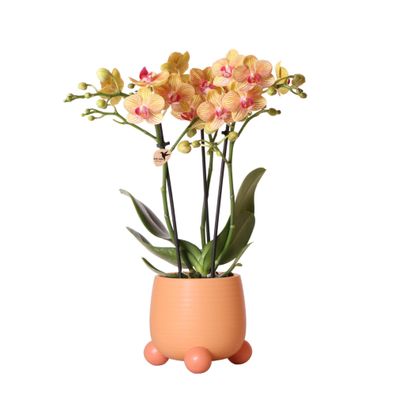 Kolibri Orchids | Orange Phalaenopsis orchid - Jamaica + Rolling dekorativer Topf ..