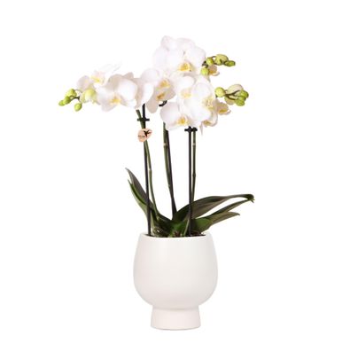 Kolibri Orchids | Weiße Phalaenopsis Orchidee - Amabilis + Scandic Ziertopf weiß..