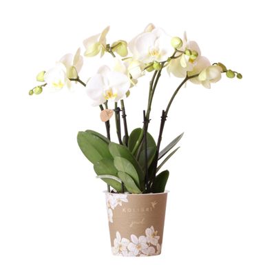 Kolibri Orchids | Weiße Phalaenopsis Orchidee Topfgröße - Jewel Ghent - Topfgr?..