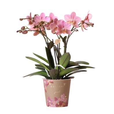 Kolibri Orchids | Altrosa Phalaenopsis Orchidee - Jewel Treviso - Topfgröße | bl..