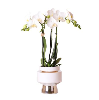 Kolibri Orchids | Weiße Phalaenopsis Orchidee - Amabilis + Le Chic Deko-Topf silb..