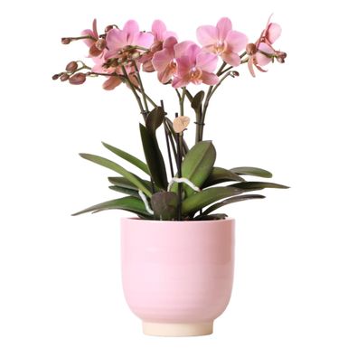 Kolibri Orchids | Altrosa Phalaenopsis-Orchidee Jewel Treviso in rosa glasiertem T..