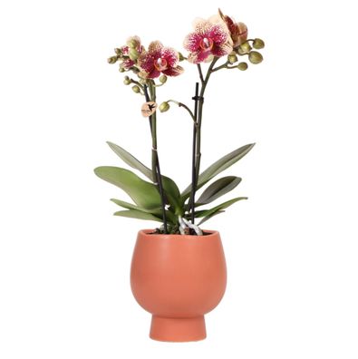 Kolibri Orchids | Gelbe rote Phalaenopsis-Orchidee - Spanien + Scandic Ziertopf Te..