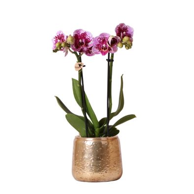 Kolibri Orchids | Rosa lila Phalaenopsis Orchidee - El Salvador + Luxus goldenen T..
