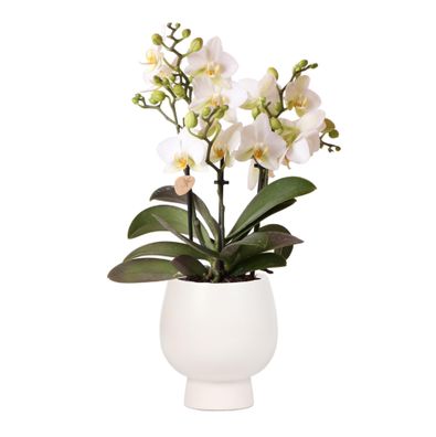 Kolibri Orchids | Weiße Phalaenopsis-Orchidee - Lausanne + Scandic weißer Zierto..