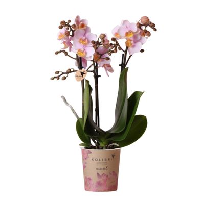 Kolibri Orchids | Rosa Phalaenopsis Orchidee - Andorra - Topfgröße | blühende Z..