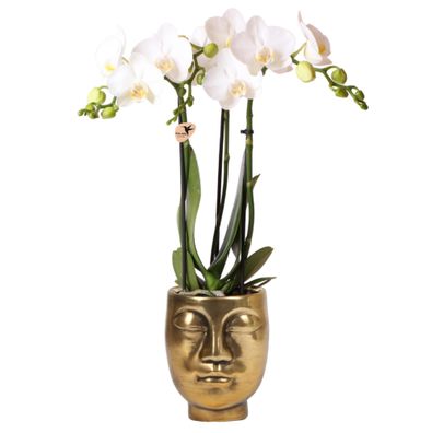 Kolibri Orchids | white Phalaenopsis orchid - Amabilis + Face-2-face decorative To..
