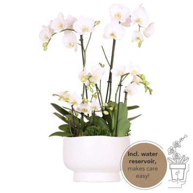 Kolibri Orchids | weißes Pflanzenset in Scandic-Schale inkl Wasserreservoir | dre..