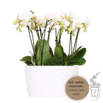 Kolibri Orchideen | weißes Pflanzenset in Honigschale inkl Wasserreservoir | drei..
