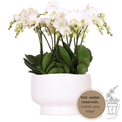 Kolibri Orchids | weißes Orchideen-Set in Scandic-Schale inkl Wasserreservoir | d..