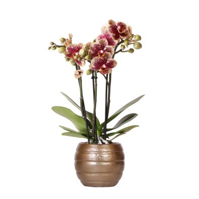 Kolibri Orchideen | Gelbe rote Phalaenopsis-Orchidee - Spanien + Bee Topf - Topfgr..