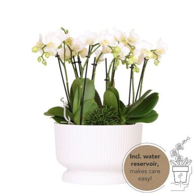 Kolibri Orchids | weißes Pflanzenset in weißer Diabolo-Schale inkl Wasserreservo..