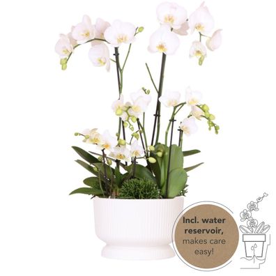 Kolibri Orchids | weißes Pflanzenset in weißer Diabolo-Schale inkl Wasserreservo..