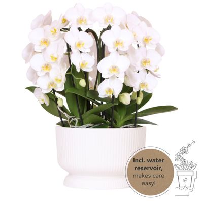 Orchideeënset in Diabolo white dish incl waterreservoir - Ø12cm - Zimmerpflanze ..
