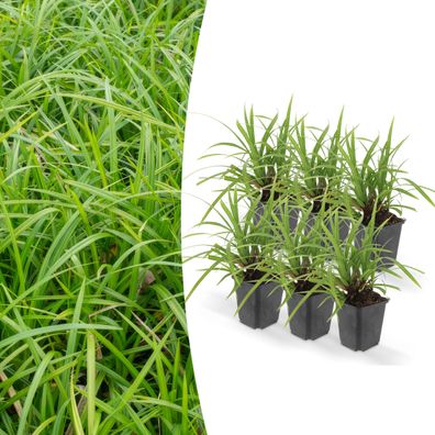 6x Carex morrowii 'Irish Green' - Ø9cm - 10-25cm - Gartenpflanze - Multideal