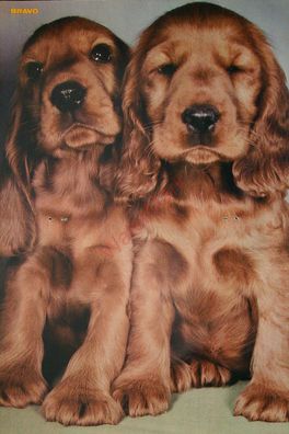 Originales altes Poster Hunde Welpen Golden Retriever