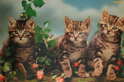 Originales altes Poster Katzen Katzenbabys