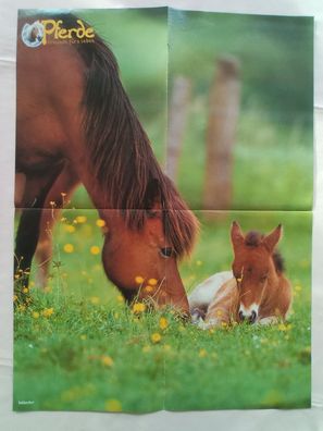 Originales altes Bravo Poster Pferde Fohlen