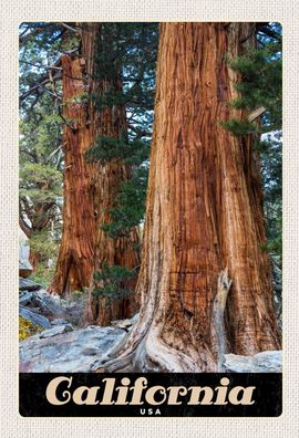 Top-Schild m. Kordel, 20 x 30 cm, Kalifornien, USA, alte Bäume, neu & ovp
