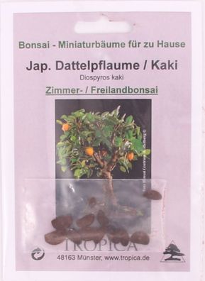 Bonsai - 10 Samen von Kakipflaume, Diospyros kaki, 90074