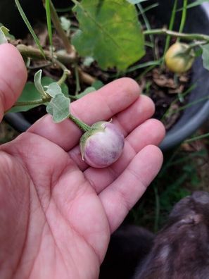 Aubergine Thai Lavender Frog Egg - Eggplant - 5+ Samen - Seeds So 111