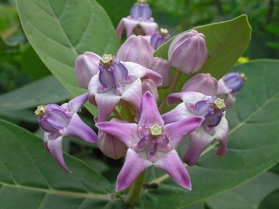 Kronenblume - Calotropis gigantea - Lilac Crown Flower 5+ Samen W 226
