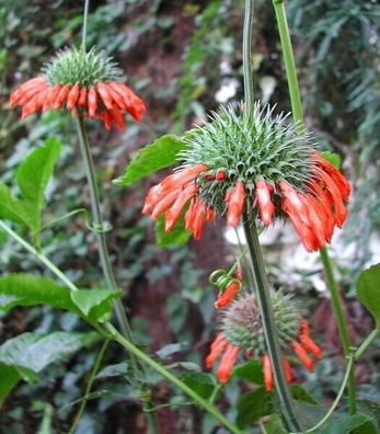 Kleinblättriges Löwenohr - Leonotis nepetifolia 5+ Samen - Seeds E 321