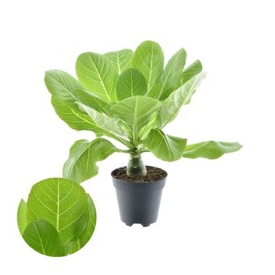 Hawaii Palme 40 cm Brighamia Insignis - Zimmerpflanze - Grünpflanze