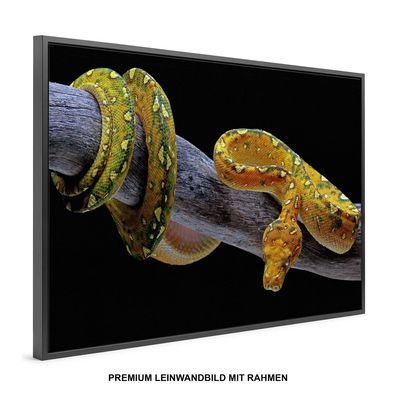 Golden Schlange Tier , Wandbild , Premium Leinwand-Bild mit Rahmen , KUNST DEKO