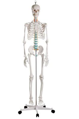 Schulskelett "Oscar", Skelett für Schule, anatomisches Modell