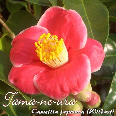 Kamelie "Tama-no-ura" - Camellia japonica Wildart - 6 bis 7-jährige Pflanze (124)