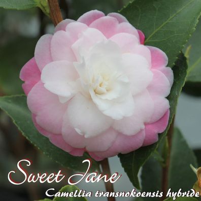 Kamelie "Sweet Jane" - C. transnokoensis hybride - 4 bis 5-jährige Pflanze (273)