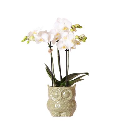 Kolibri Orchideen | weiße Phalaenopsis Orchidee - Amabilis + Eule Ziertopf grün - ...
